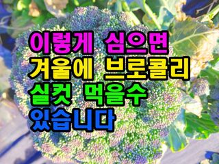 꿈꾸는텃밭님의 기타작물 · 영농일지 작성글 사진