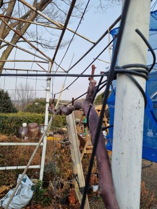 이남신님의 기타작물 · 영농일지 작성글 사진