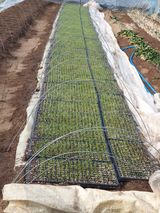 팜모닝 파·영농일지 게시글 이미지