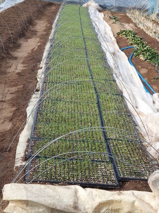 심재룡님의 파 · 영농일지 작성글 사진