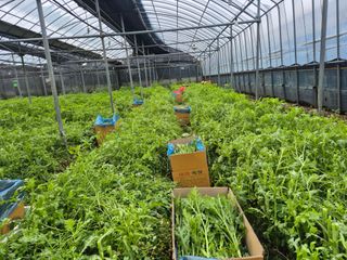 준영농장 출석왕.님의 기타작물 · 영농일지 작성글 사진