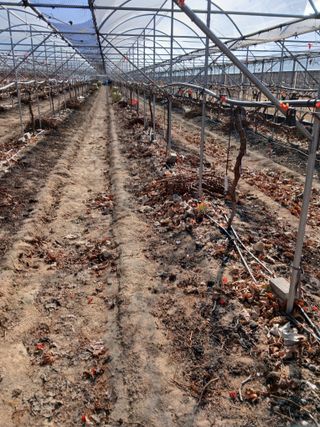 백년농원님의 포도 · 영농일지 작성글 사진