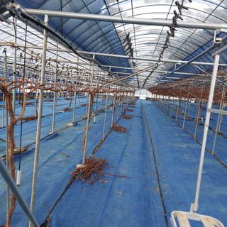 이용진님의 포도 · 영농일지 작성글 사진