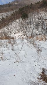 팜모닝 기타작물·영농일지 게시글 이미지