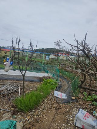 조종문님의 기타작물 · 영농일지 작성글 사진