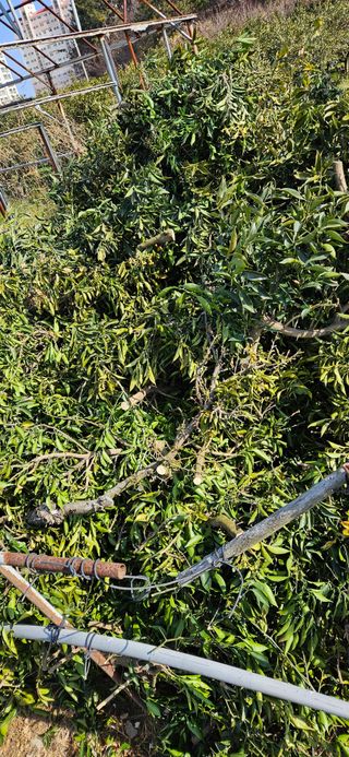 옥재벌님의 기타작물 · 영농일지 작성글 사진