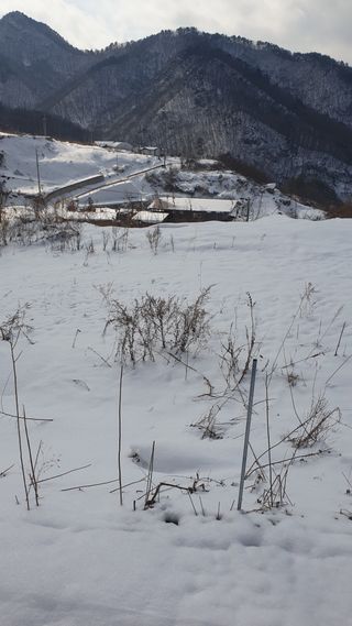 옥수동초농부님의 기타작물 · 영농일지 작성글 사진