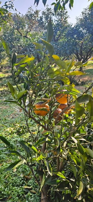 옥재벌님의 기타작물 · 영농일지 작성글 사진