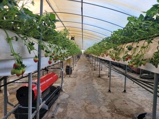 구기서님의 기타작물 · 영농일지 작성글 사진