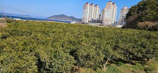 옥재벌님의 기타작물 · 영농일지 작성글 사진