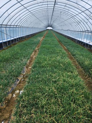 김저팔계님의 기타작물 · 영농일지 작성글 사진