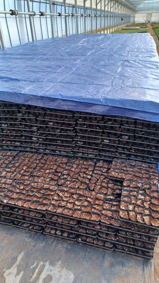 팜모닝회원 김순달 님의 기타작물 · 영농일지 작성글 사진