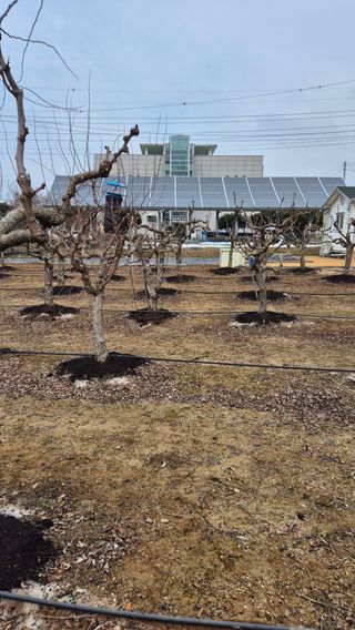 대전킹님의 기타작물 · 영농일지 작성글 사진