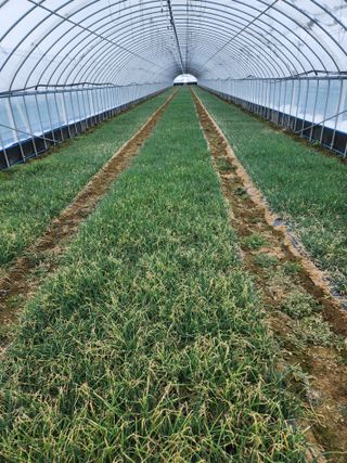 김저팔계님의 기타작물 · 영농일지 작성글 사진