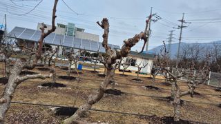 대전킹님의 기타작물 · 영농일지 작성글 사진