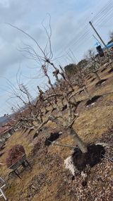 팜모닝 기타작물·영농일지 게시글 이미지