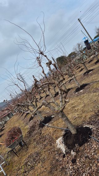 대전킹님의 기타작물 · 영농일지 작성글 사진