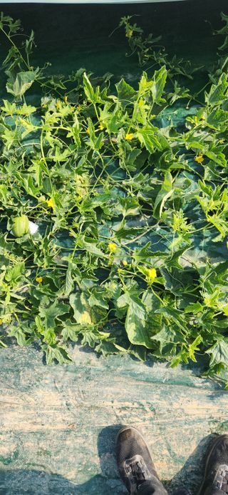 박동원님의 기타작물 · 영농일지 작성글 사진