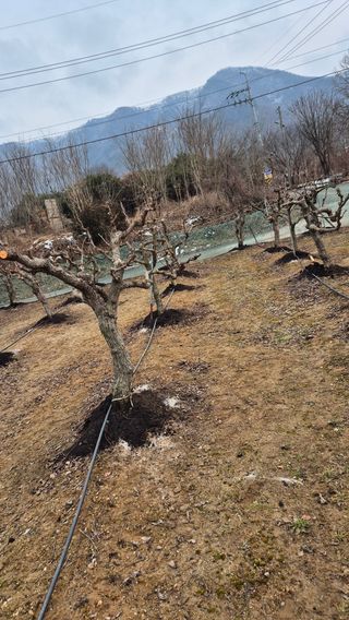 대전킹님의 기타작물 · 영농일지 작성글 사진