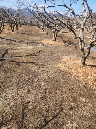 대운농원님의 기타작물 · 영농일지 작성글 사진