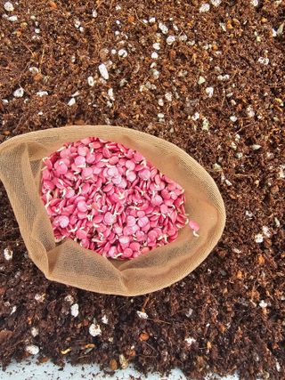 김병관님의 고추 · 영농일지 작성글 사진