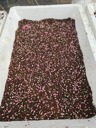 김병관님의 고추 · 영농일지 작성글 사진