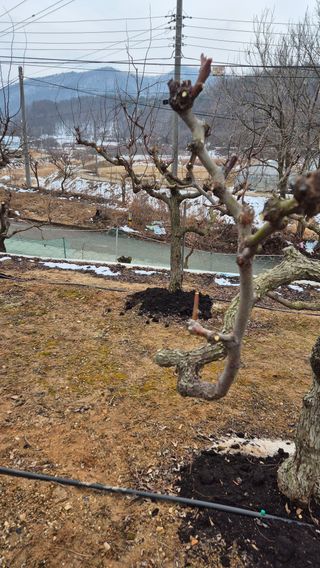 대전킹님의 기타작물 · 영농일지 작성글 사진