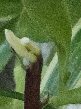 이미옥님의 기타작물 · 영농일지 작성글 사진