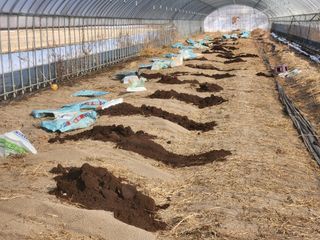 이창신님의 블루베리 · 영농일지 작성글 사진