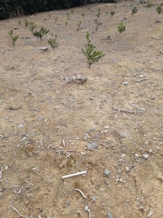 오늘도건강한하루되세님의 귤 · 영농일지 작성글 사진