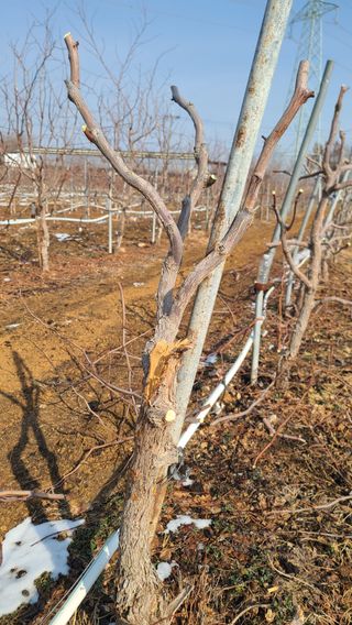 우창농원님의 기타작물 · 영농일지 작성글 사진