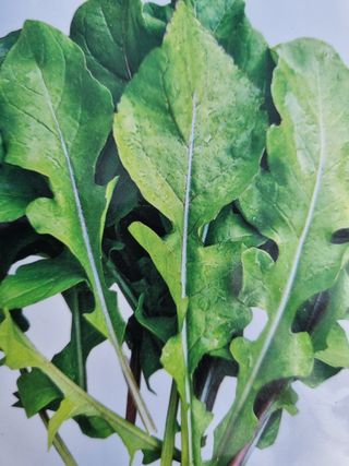 이명숙님의 기타작물 · 영농일지 작성글 사진