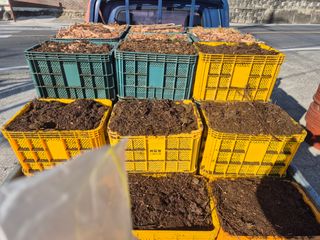 최진일님의 블루베리 · 영농일지 작성글 사진