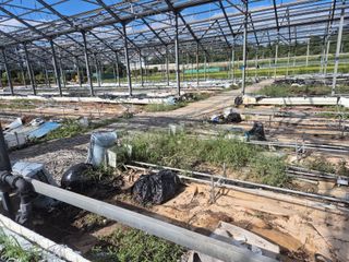 최진일님의 블루베리 · 영농일지 작성글 사진