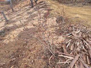 최진일님의 블루베리 · 영농일지 작성글 사진