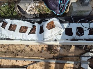 최진일님의 블루베리 · 영농일지 작성글 사진