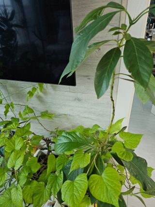 이미옥님의 기타작물 · 영농일지 작성글 사진