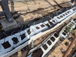 최진일님의 블루베리 · 영농일지 작성글 사진