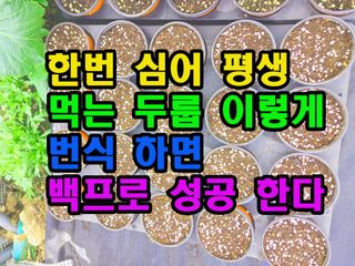 꿈꾸는텃밭님의 기타작물 · 영농일지 작성글 사진