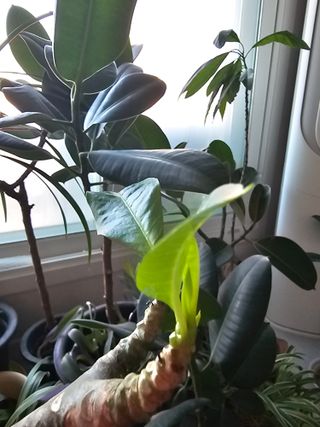 이미옥님의 기타작물 · 영농일지 작성글 사진