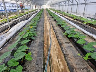 최근학님의 호박 · 영농일지 작성글 사진