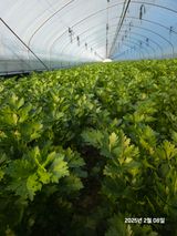 팜모닝 기타작물·영농일지 게시글 이미지