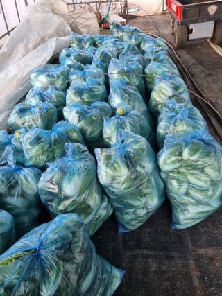 이명숙님의 기타작물 · 영농일지 작성글 사진