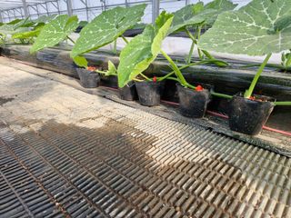 최근학님의 호박 · 영농일지 작성글 사진