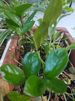 이미옥님의 기타작물 · 영농일지 작성글 사진