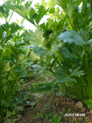 박종석님의 기타작물 · 영농일지 작성글 사진