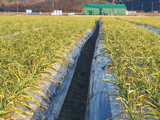 호박20769님의 마늘 · 영농일지 작성글 사진