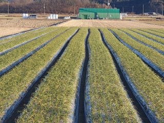 호박20769님의 마늘 · 영농일지 작성글 사진