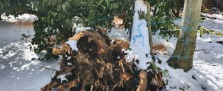 김형철님의 기타작물 · 영농일지 작성글 사진