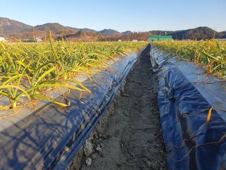 호박20769님의 마늘 · 영농일지 작성글 사진